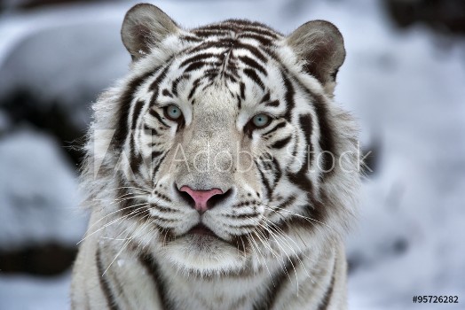 Bild på Glamour portrait of a young white bengal tiger